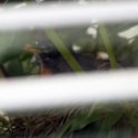 2 - Momma robin sitting on eggs